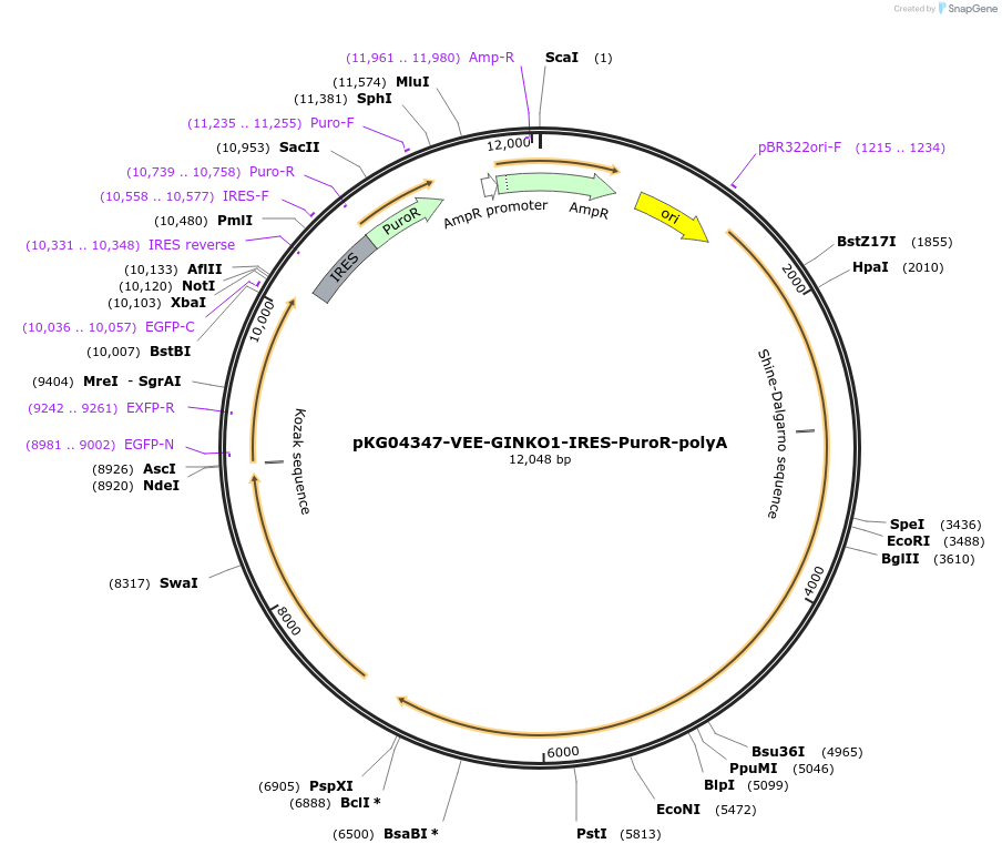 246057-plasmid-map-sequence-id-489821