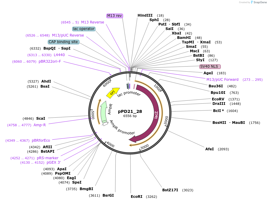 1438-plasmid-map-sequence-id-49