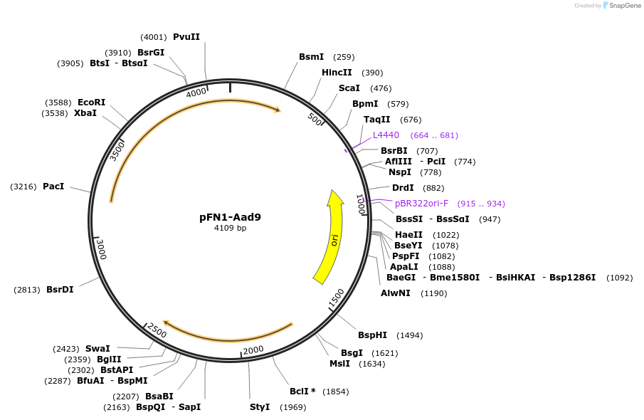 244449-plasmid-map-sequence-id-490024