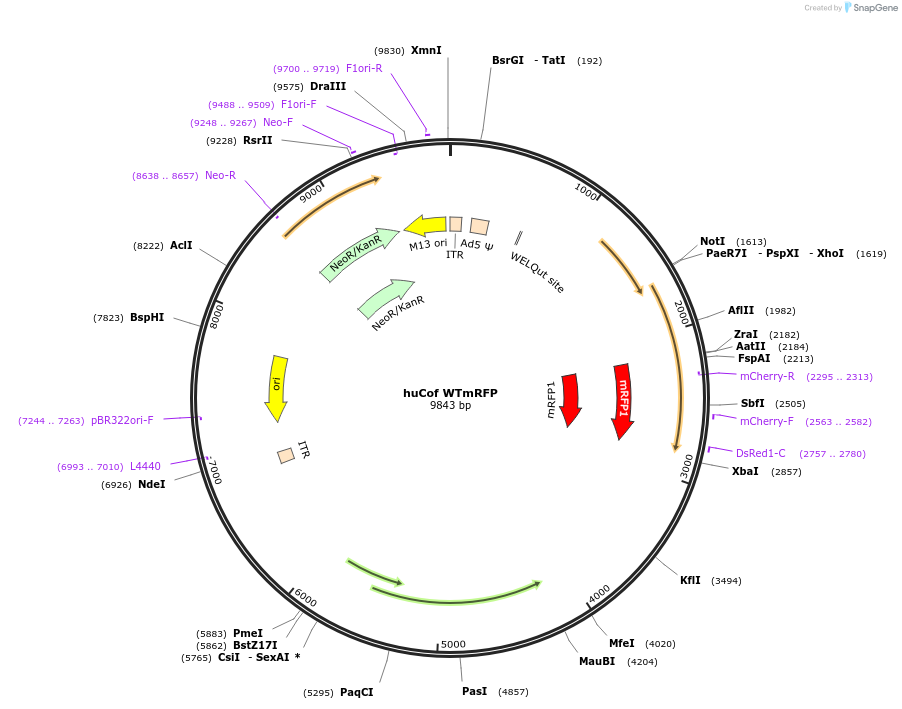 245958-plasmid-map-sequence-id-490080