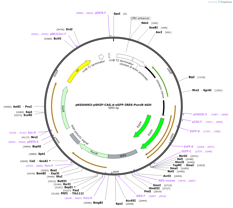 246040-plasmid-map-sequence-id-490081