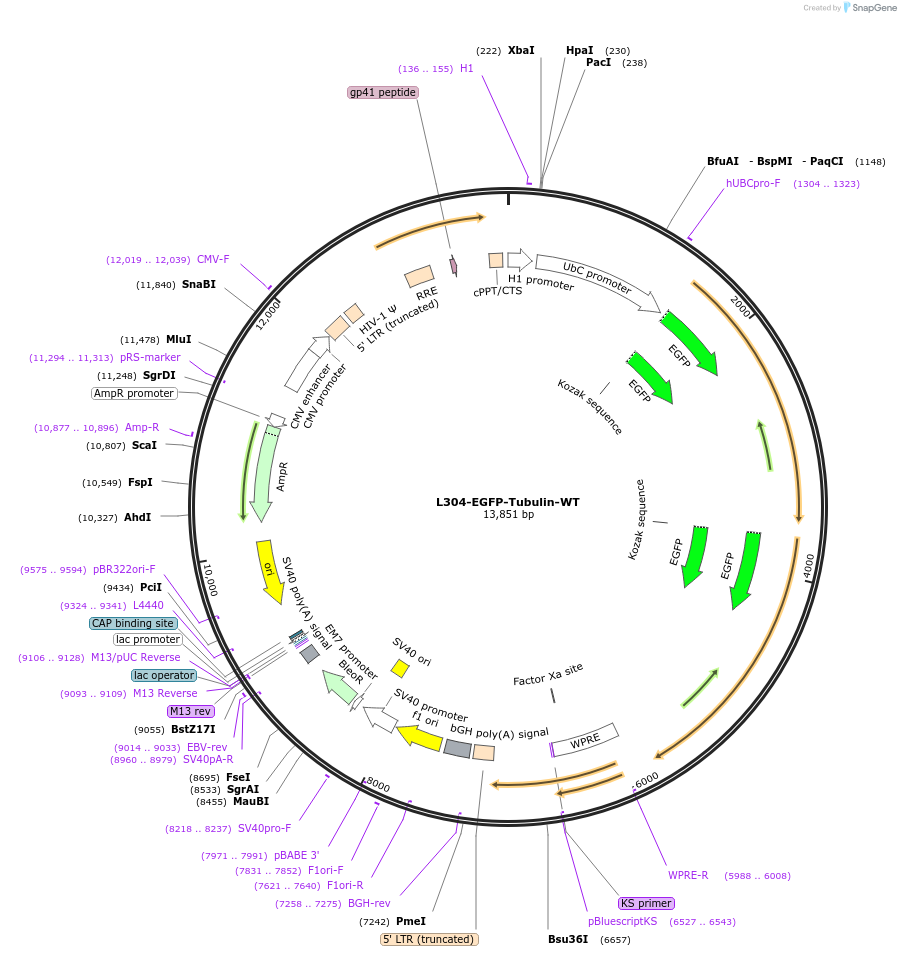 64060-plasmid-map-sequence-id-490082
