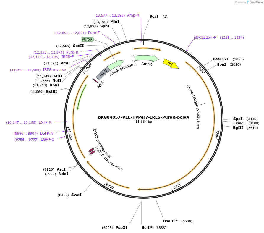 246037-plasmid-map-sequence-id-490084