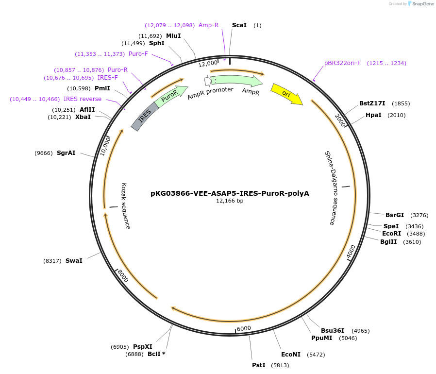 246036-plasmid-map-sequence-id-490085