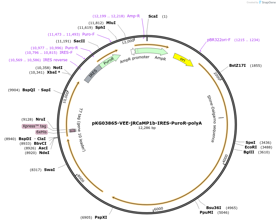 246035-plasmid-map-sequence-id-490086