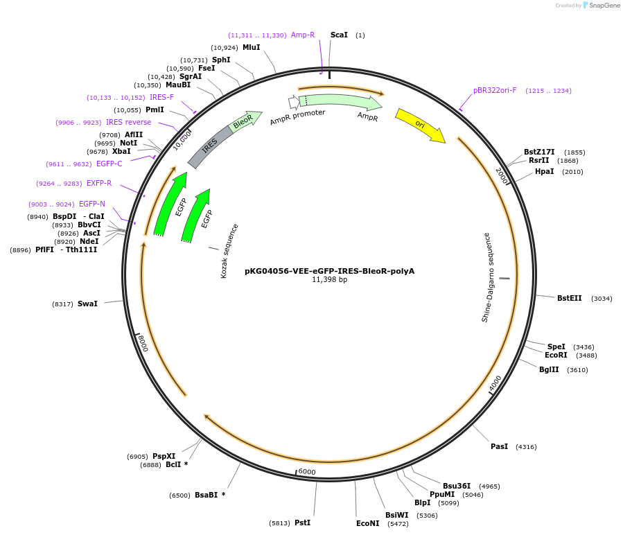 246034-plasmid-map-sequence-id-490087