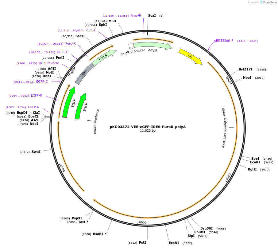 246033-plasmid-map-sequence-id-490088