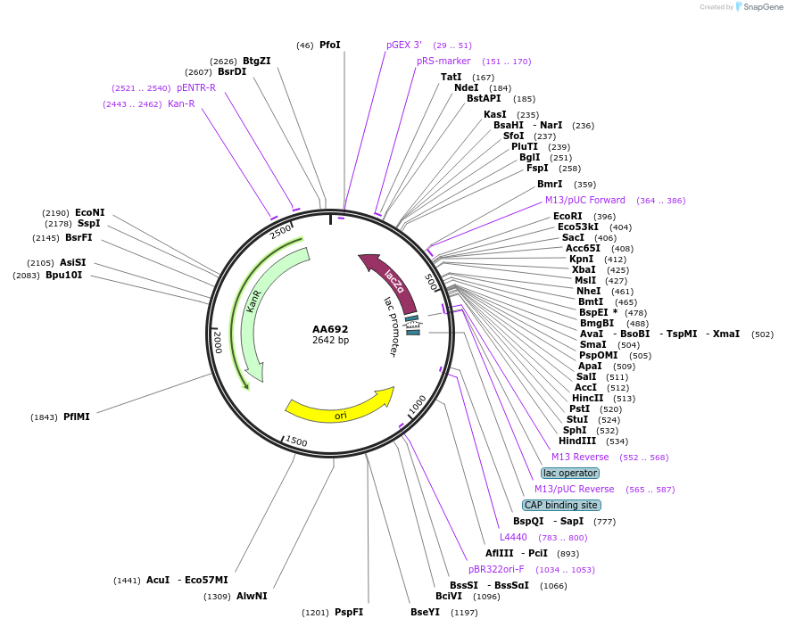 245318-plasmid-map-sequence-id-490102