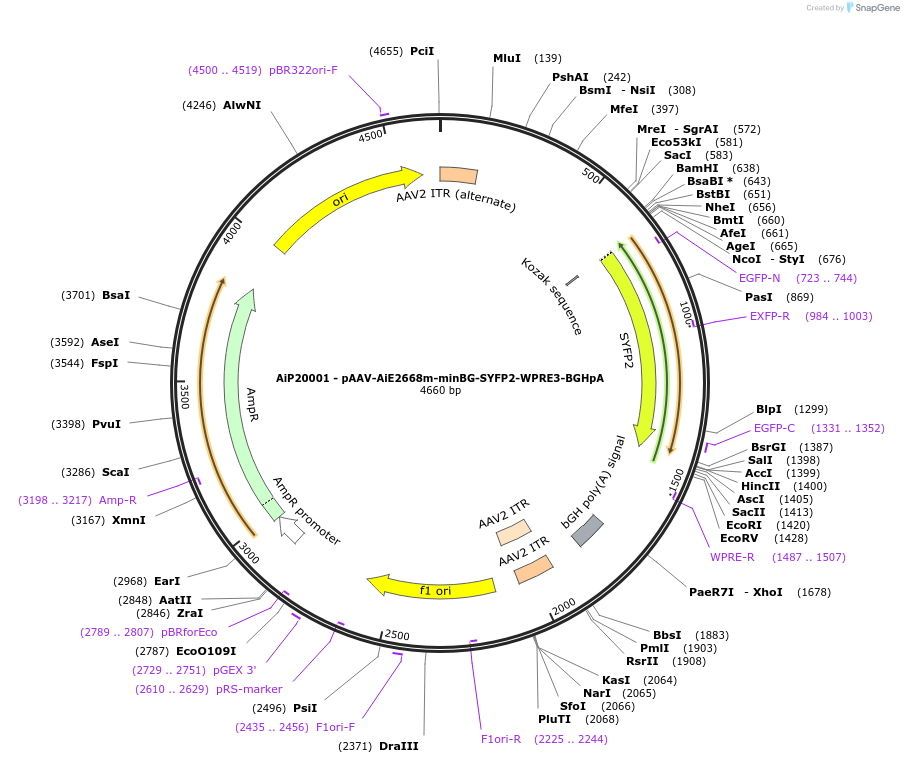 243046-plasmid-map-sequence-id-490109