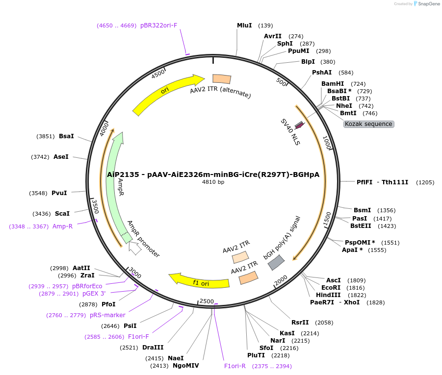 243044-plasmid-map-sequence-id-490114