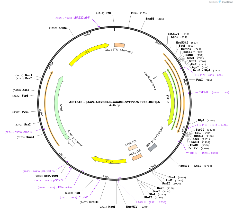 243021-plasmid-map-sequence-id-490120