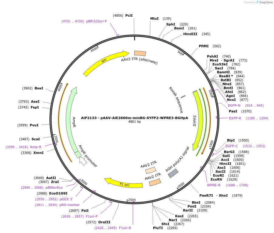 243043-plasmid-map-sequence-id-490121
