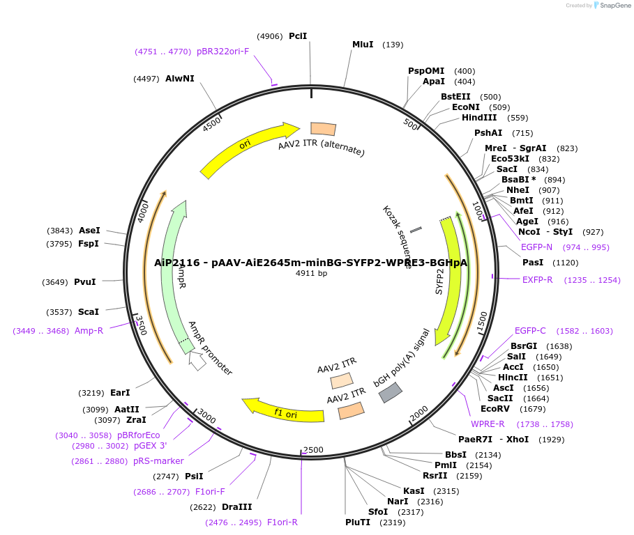 243034-plasmid-map-sequence-id-490123