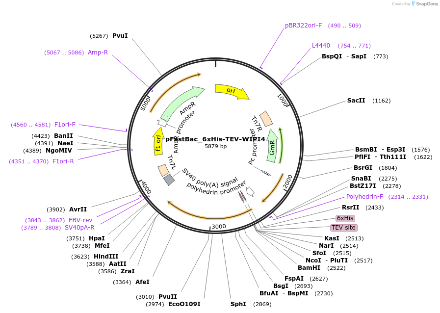 490157_map