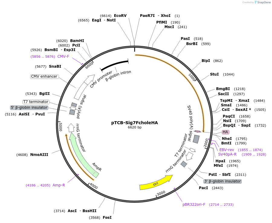 237382-plasmid-map-sequence-id-490158