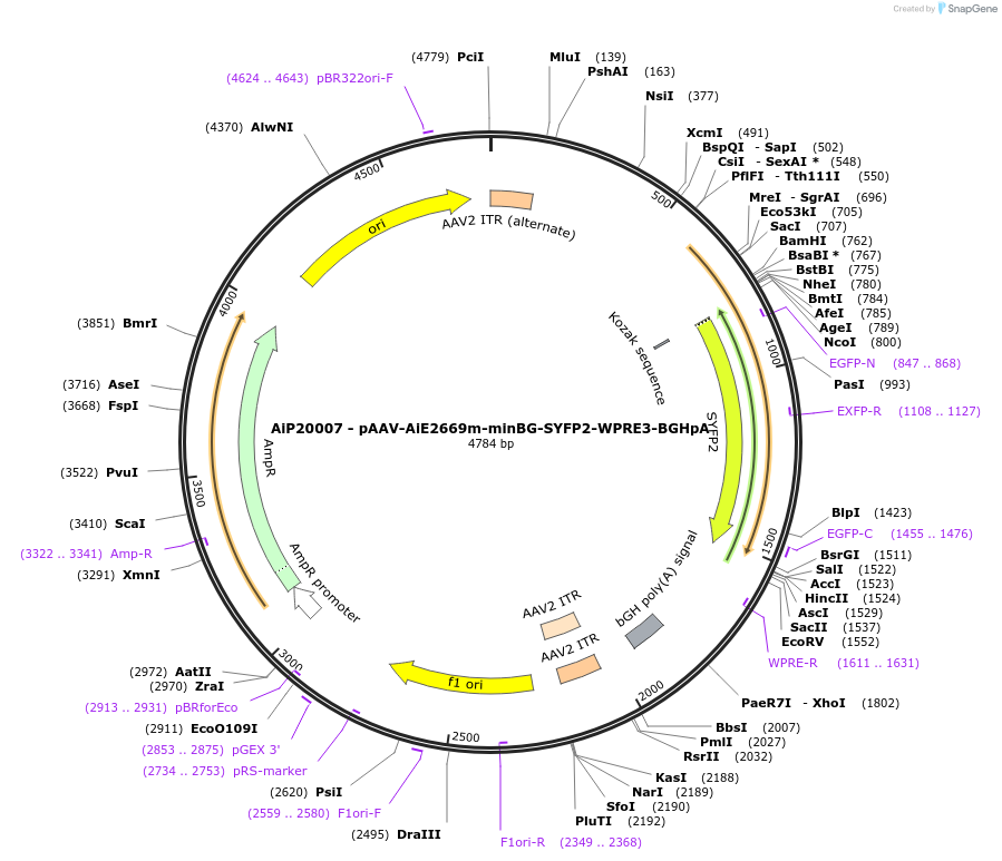 243048-plasmid-map-sequence-id-490207