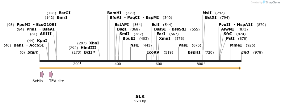 49021_map