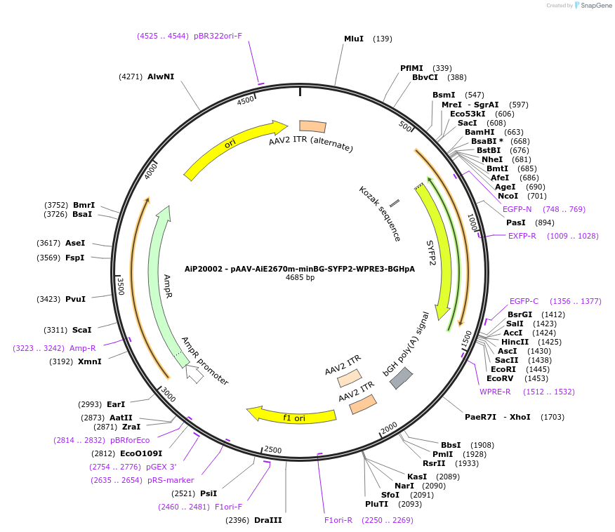 243047-plasmid-map-sequence-id-490218