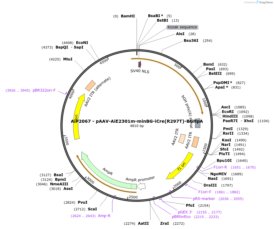 243033-plasmid-map-sequence-id-490223