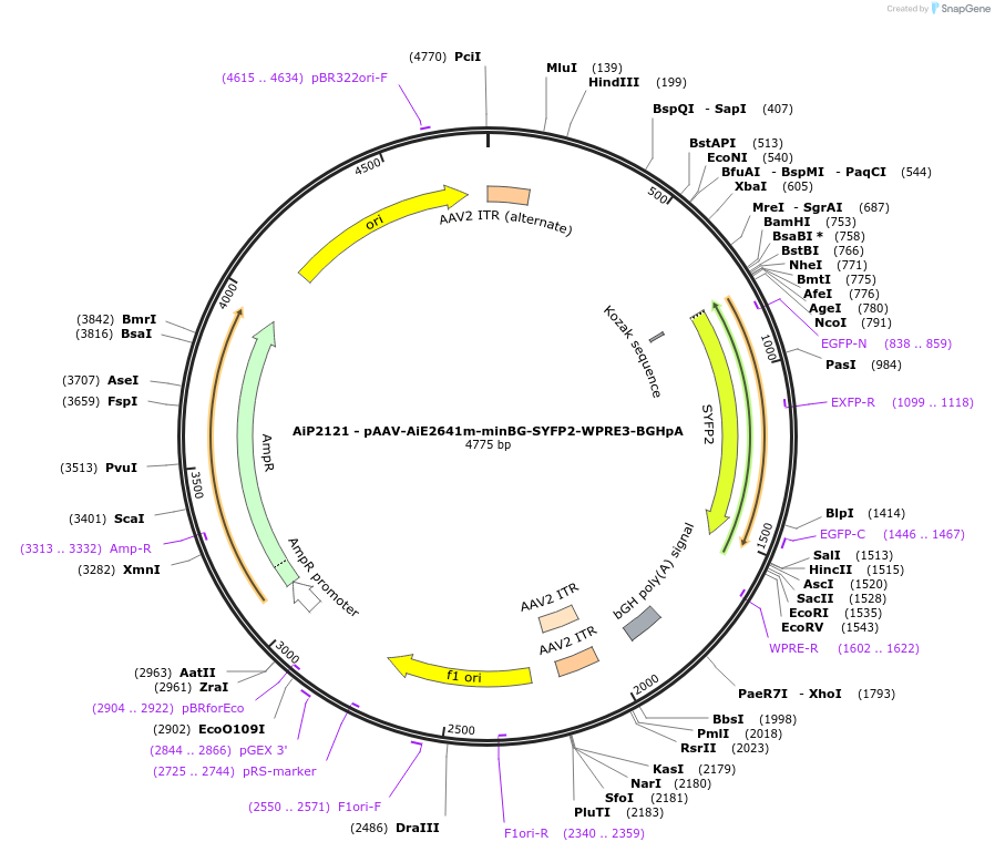243037-plasmid-map-sequence-id-490229