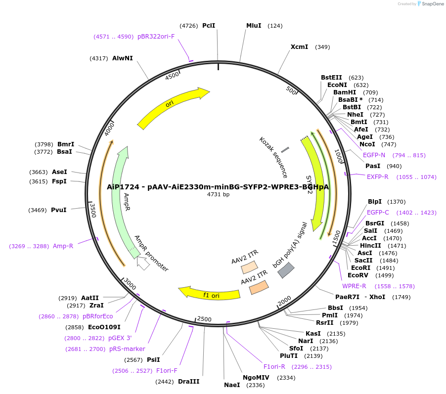 243027-plasmid-map-sequence-id-490230