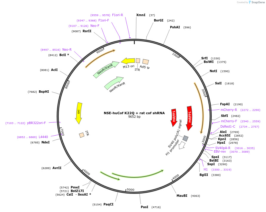 245962-plasmid-map-sequence-id-490232
