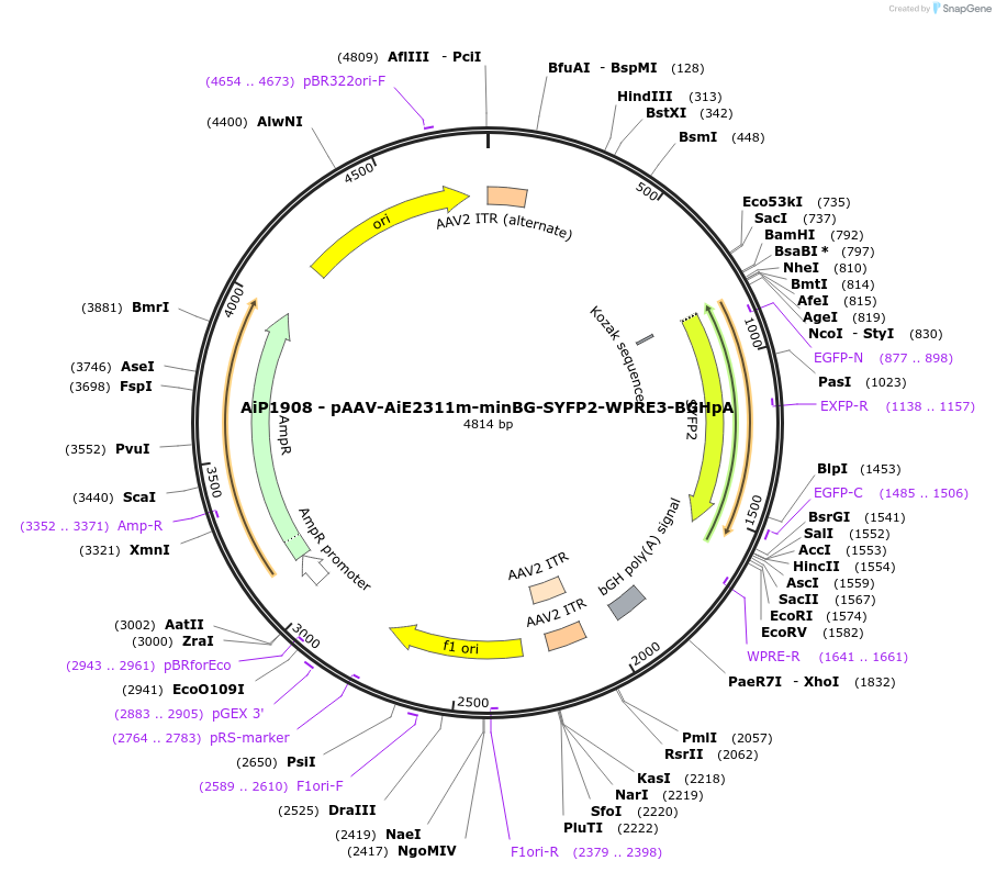 243031-plasmid-map-sequence-id-490236