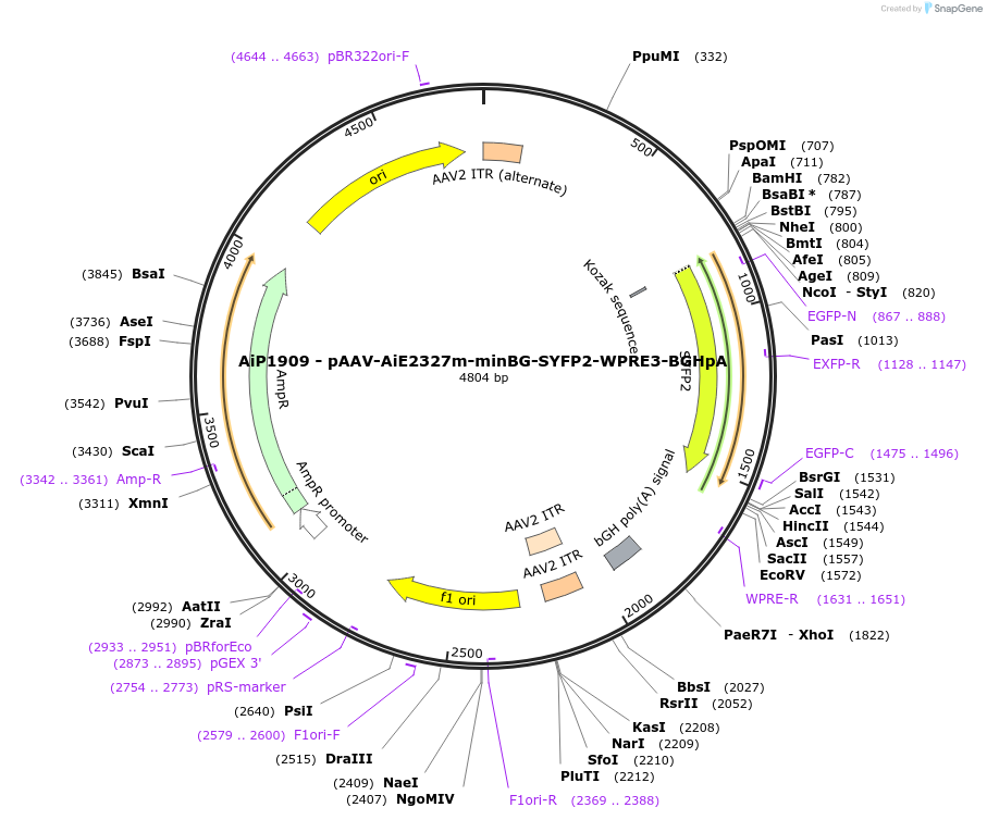 243032-plasmid-map-sequence-id-490238