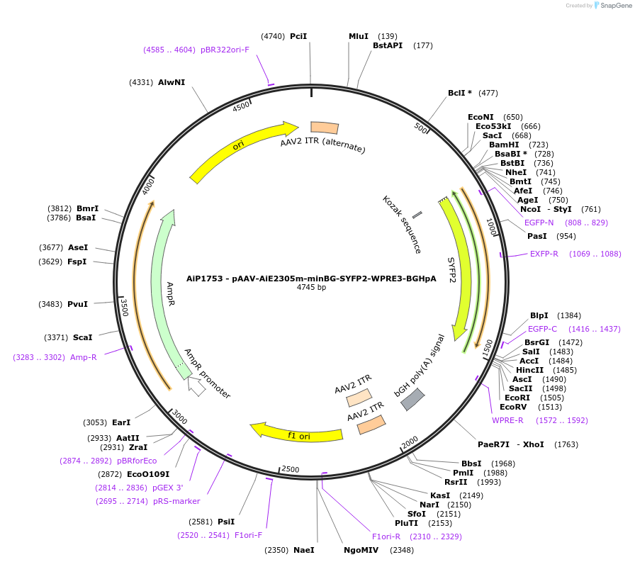 243028-plasmid-map-sequence-id-490240