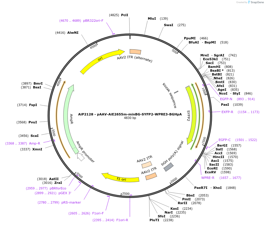 243042-plasmid-map-sequence-id-490241