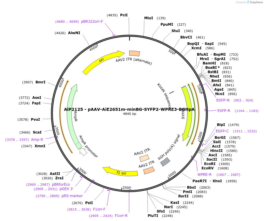 243040-plasmid-map-sequence-id-490242