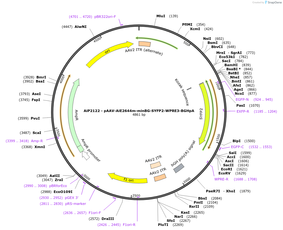 243038-plasmid-map-sequence-id-490243