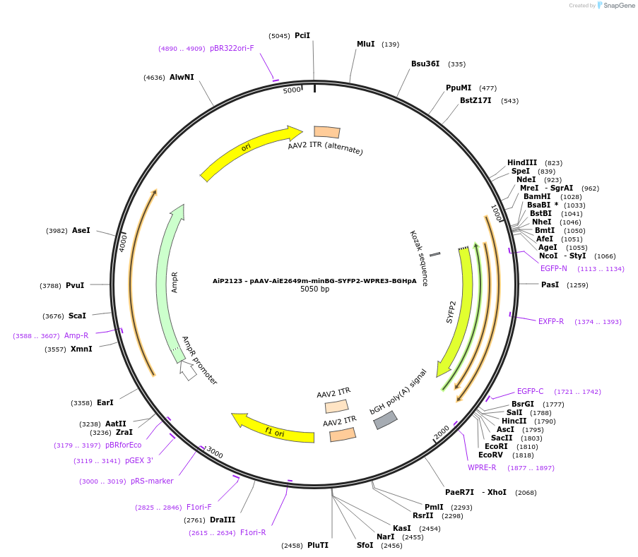 243039-plasmid-map-sequence-id-490245