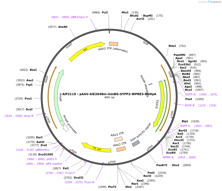 243036-plasmid-map-sequence-id-490246