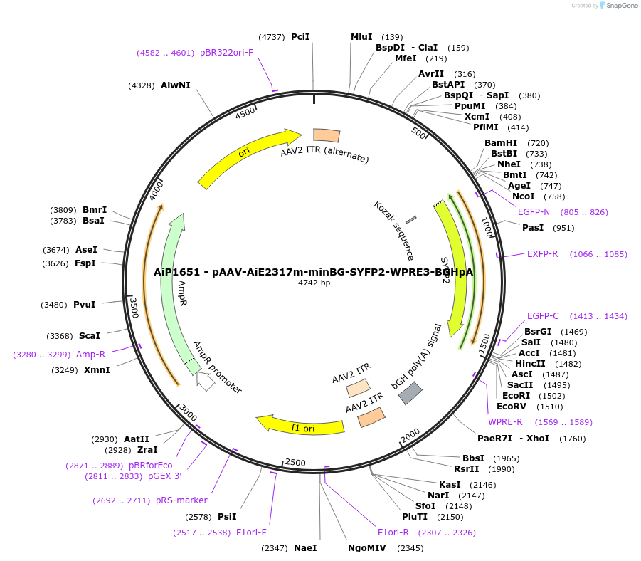 243023-plasmid-map-sequence-id-490249