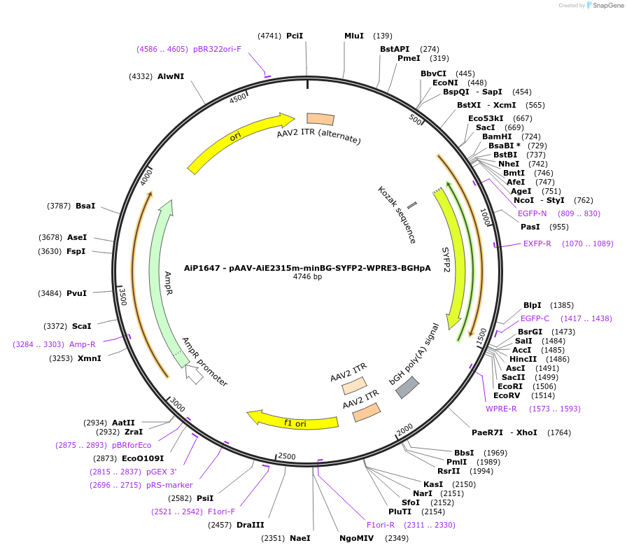 243022-plasmid-map-sequence-id-490250