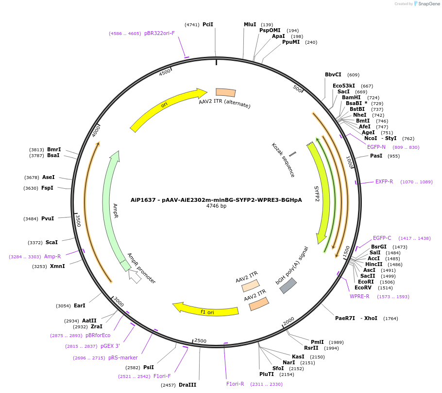 243020-plasmid-map-sequence-id-490251