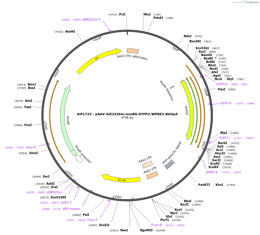 243026-plasmid-map-sequence-id-490252