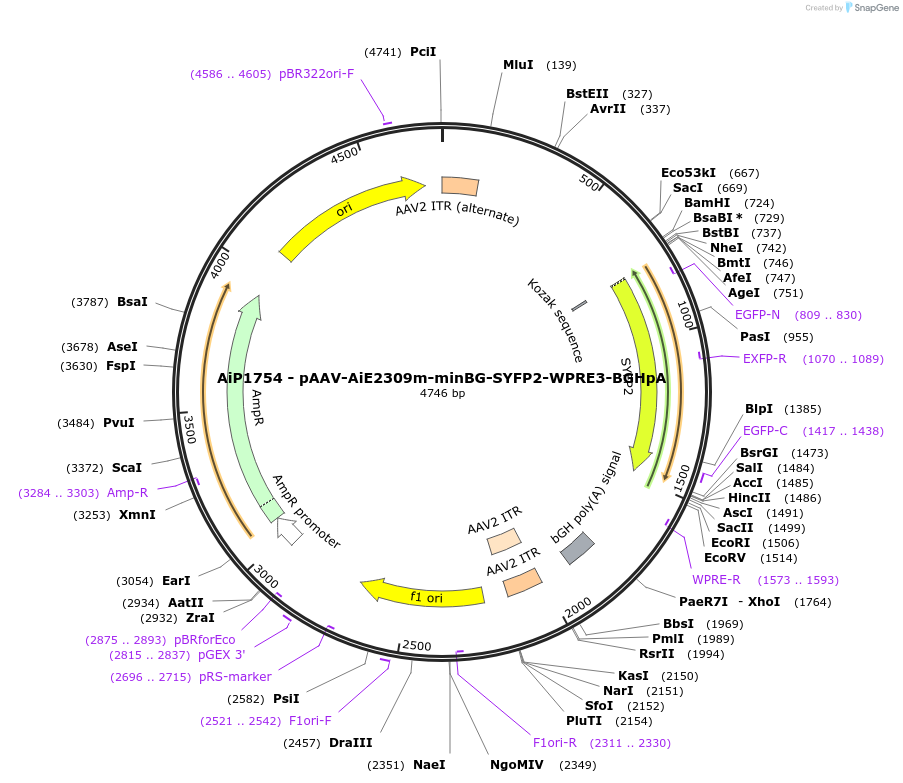 243029-plasmid-map-sequence-id-490254