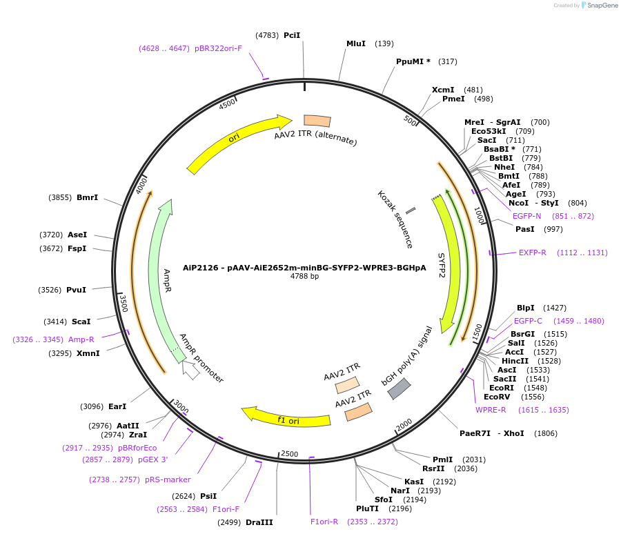 243041-plasmid-map-sequence-id-490255