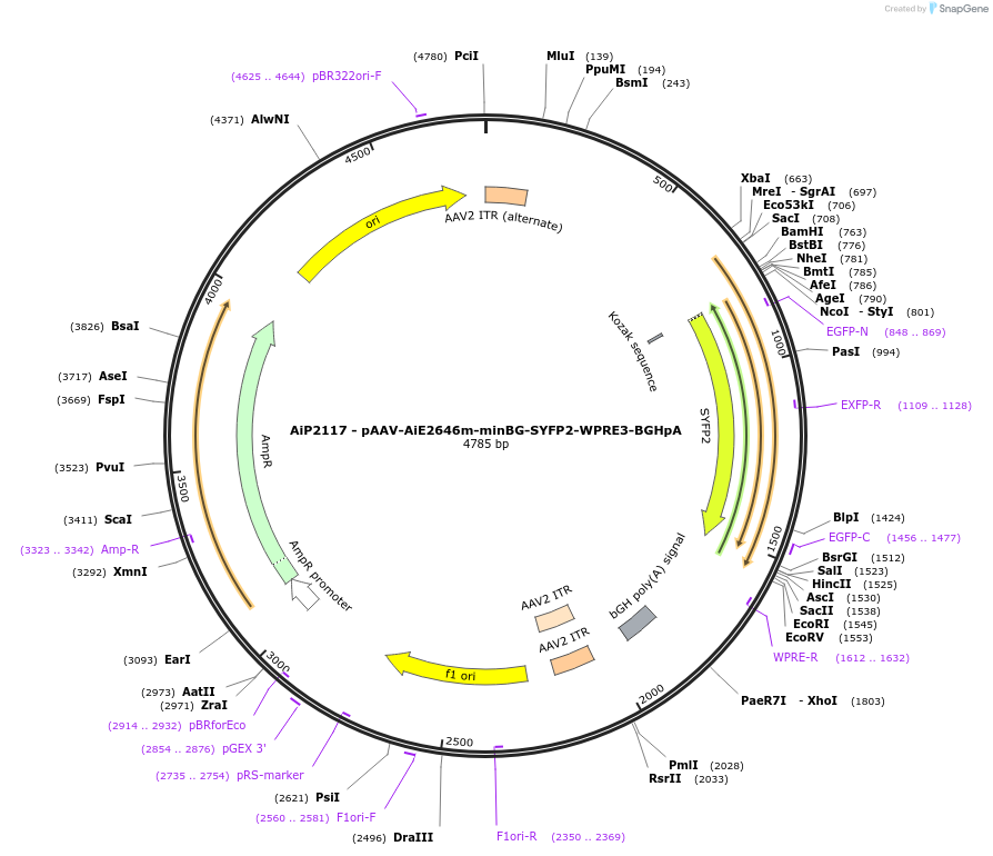 243035-plasmid-map-sequence-id-490256
