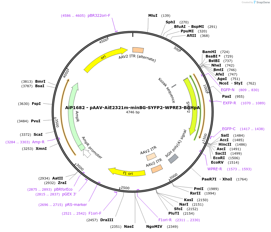 243024-plasmid-map-sequence-id-490257