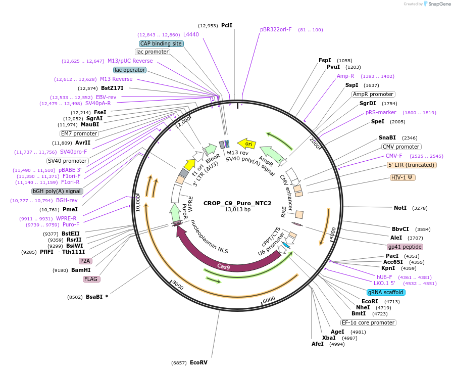 183334-plasmid-map-sequence-id-490260