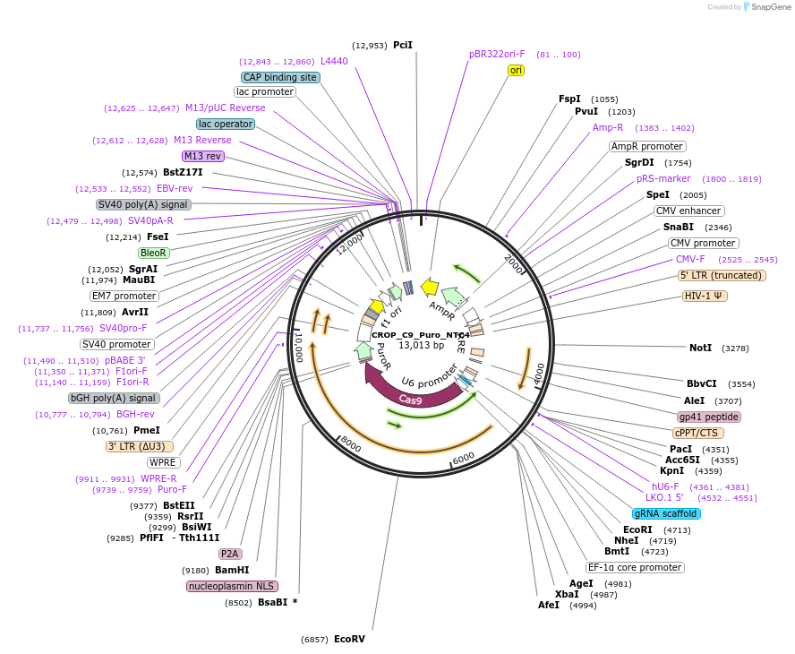 183336-plasmid-map-sequence-id-490262