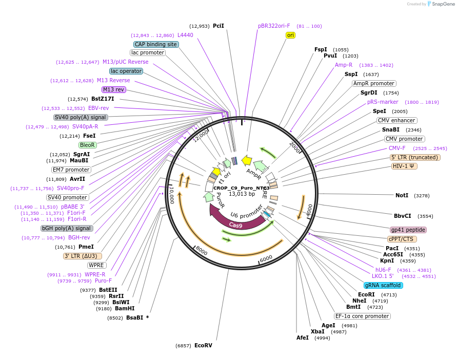 183335-plasmid-map-sequence-id-490263