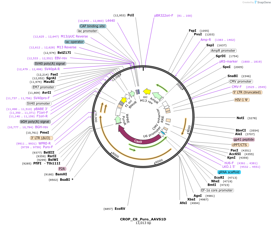 183340-plasmid-map-sequence-id-490264