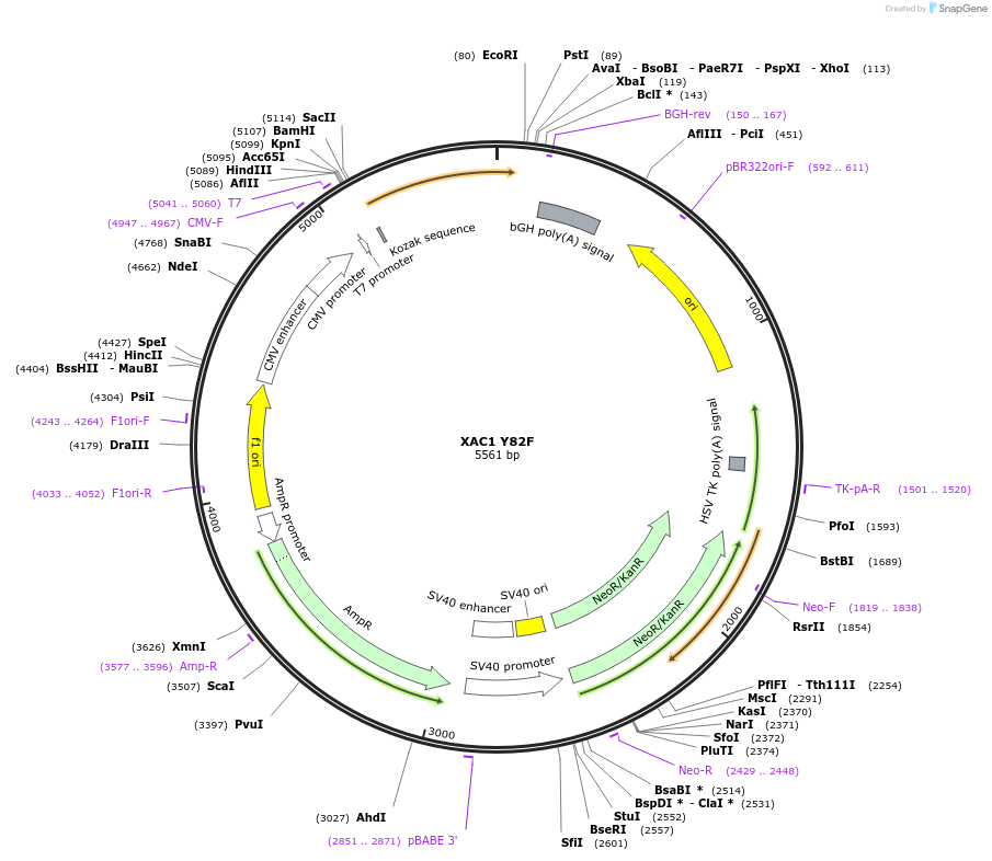 245948-plasmid-map-sequence-id-490273