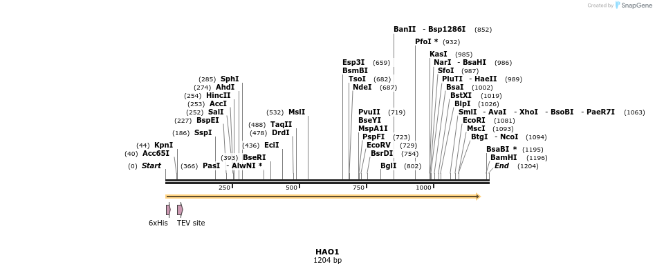 49028_map