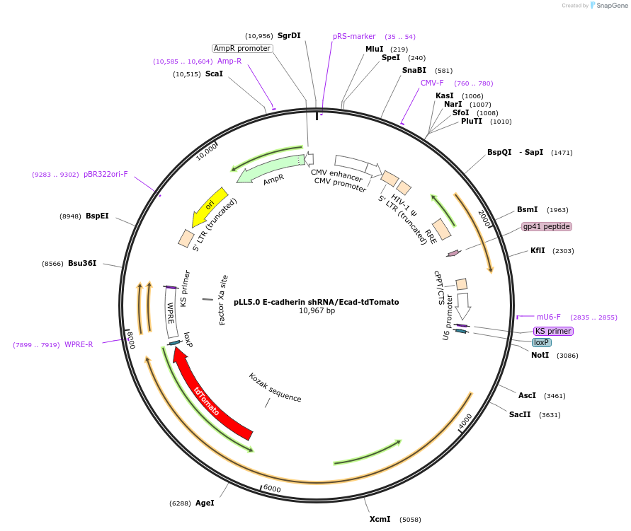 101278-plasmid-map-sequence-id-490280