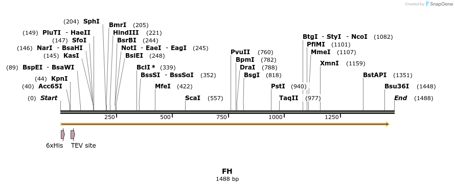 49036_map